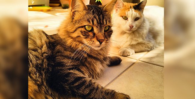 Зинаида ВИЛЬКОРИЦКАЯ | Хороший Умный Йожик